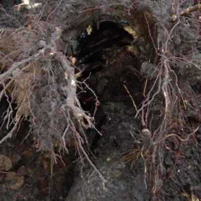 So kann eine freigelegte Leitung aussehen: Hier wurden die Baumwurzeln bereits angehoben, die das Leitungsrohr urspr&uuml;nglich umschlossen haben und die Leitung stark besch&auml;digen k&ouml;nnen.