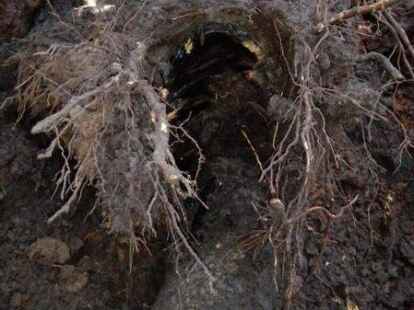 So kann eine freigelegte Leitung aussehen: Hier wurden die Baumwurzeln bereits angehoben, die das Leitungsrohr urspr&uuml;nglich umschlossen haben und die Leitung stark besch&auml;digen k&ouml;nnen.
