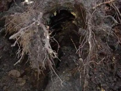 So kann eine freigelegte Leitung aussehen: Hier wurden die Baumwurzeln bereits angehoben, die das Leitungsrohr urspr&uuml;nglich umschlossen haben und die Leitung stark besch&auml;digen k&ouml;nnen.