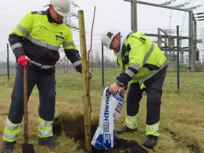 Pflanzaktion auf dem Emder Statkraft-Gel&auml;nde: Die Kraftwerksmitarbeiter Rainer Groenewold und Dennis Rathmann setzen hier gerade einen Dithmarscher Paradiesapfel in die Erde. Insgesamt wurden 50 teils vom Aussterben bedrohte regionale Obstsorten gepflanzt.