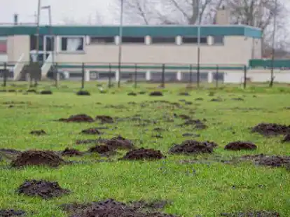 Un&uuml;bersehbar, l&auml;stig und f&uuml;r nicht Betroffene auch lustig: Wie hier auf dem Sportplatz des RSV Emden reiht sich zurzeit ein Maulwurfshaufen an den anderen.