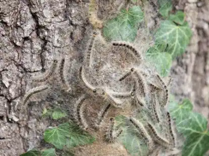 Eichenprozessionsspinner sind am Stamm einer Eiche zu sehen.