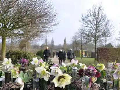 Wird pr&auml;sentiert: ein gro&szlig;es Sortiment von Christrosen in unterschiedlichsten Bl&uuml;tenfarben, -formen und -zeichnungen.