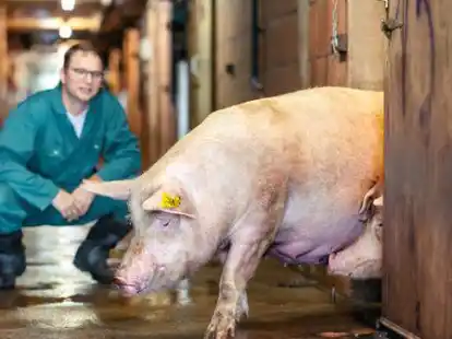 J&ouml;rn Ahlers in einem seiner Zuchtst&auml;lle. Zwei Monate konnte er keine Ferkel abliefern. In den St&auml;llen wurde der Platz knapp.