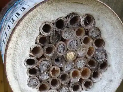 Nisthilfe f&uuml;r Wildbienen