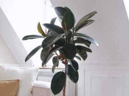 monstera adansonii düngen Monstera adansonii