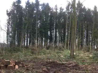 Am Rande des Sander W&auml;ldchens sind in dieser Woche 50 bis 60 B&auml;ume gef&auml;llt worden. Lauf Kirchengemeinde, der das Gel&auml;nde geh&ouml;rt, habe es einen Borkenk&auml;fer-Befall gegeben.