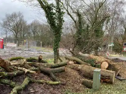 Gef&auml;llt: Zwei alte Eichen standen dem Umbau des Bahn&uuml;bergangs am Dr&ouml;gen-Hasen-Weg im Weg.