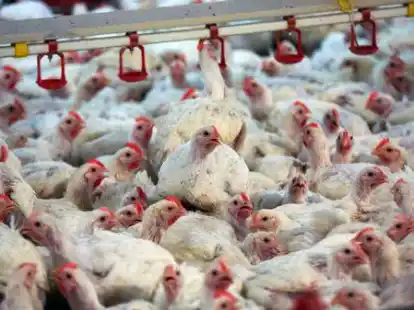 In einem  Masth&auml;hnchenstall in Spahnharrenst&auml;tte wurde die Gefl&uuml;gelpest festgestellt.