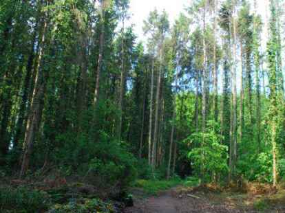 Das Sander W&auml;ldchen erh&auml;lt vorerst keinen Status als &bdquo;Gesch&uuml;tzter Landschaftsbereich&ldquo;.