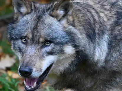 War es der Wolf? Bei verletzten oder get&ouml;teten Nutztieren sollen nun die F&ouml;rster der Landwirtschaftskammer Niedersachsen die Frage beantworten.