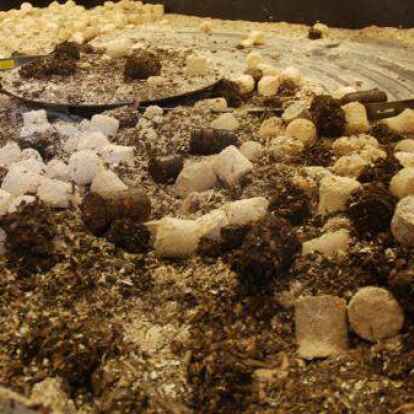 Nachhaltiges Projekt, aber wegen fehlender Werbung kaum bekannt: In Schortens Energiezentrale wird unter anderem auch getrocknetes und gepresstes Laub verfeuert.