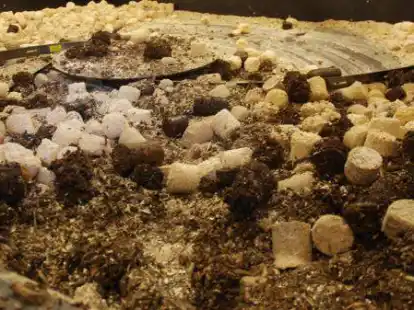 Nachhaltiges Projekt, aber wegen fehlender Werbung kaum bekannt: In Schortens Energiezentrale wird unter anderem auch getrocknetes und gepresstes Laub verfeuert.