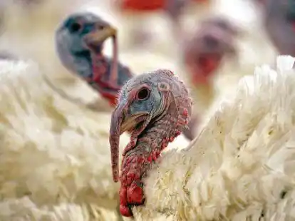 Erneut ist ein Putenstall von der Gefl&uuml;gelpest betroffen.