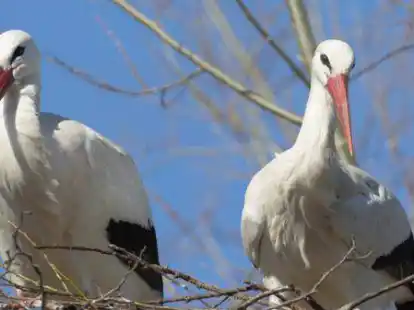 Auch in Diekmannshausen will ein Storchenpaar wieder f&uuml;r Nachwuchs sorgen.