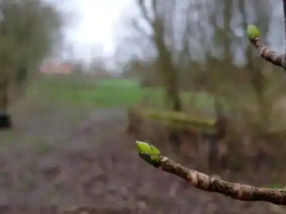 Hier wachsen erhaltenswerte Baumarten: Dieses gewachsenes Biotop auf einer ehemaligen Pferdeweide in der Stadt Norden soll zur &bdquo;behutsamen&ldquo; Nachverdichtung mit Baufl&auml;chen genutzt werden.
