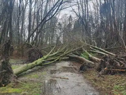 Der Orkan  Zeynep w&uuml;tete im Sander W&auml;ldchen. Viele B&auml;ume hatten dem Sturm nichts entgegenzusetzen
