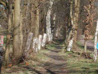 Entlang des Moorlandsweges wurden mehrere Birken gekappt. Die Stumpen dienen als Habitate f&uuml;r Kleinstlebewesen.