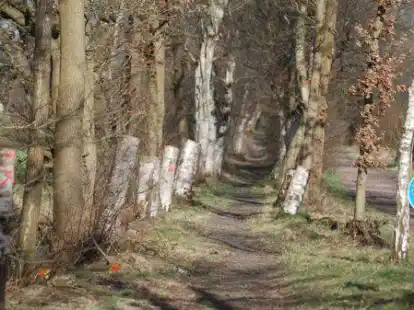 Entlang des Moorlandsweges wurden mehrere Birken gekappt. Die Stumpen dienen als Habitate f&uuml;r Kleinstlebewesen.