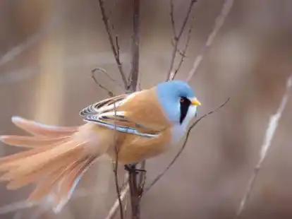 Eine seltene Bartmeise, aufgenommen in einem Schilfg&uuml;rtel bei Schillig
