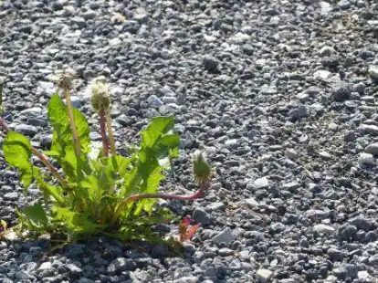 Widerstandskraft &ndash; das ist Thema der Vortr&auml;ge zu Bibelgeschichten.