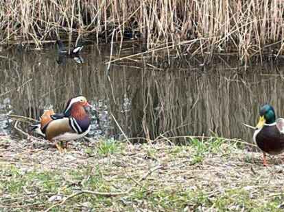 &bdquo;Na? Wer hat hier Chancen bei den Frauen?&ldquo;, scheint dieser Mandarinenten-Erpel seinen Stockenten-Kollegen herausfordernd zu fragen &ndash; eingefangen im Stadtteil Constantia an der kleinen Gracht parallel zum Jachtweg.