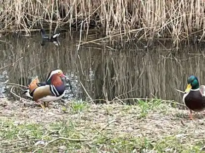 &bdquo;Na? Wer hat hier Chancen bei den Frauen?&ldquo;, scheint dieser Mandarinenten-Erpel seinen Stockenten-Kollegen herausfordernd zu fragen &ndash; eingefangen im Stadtteil Constantia an der kleinen Gracht parallel zum Jachtweg.