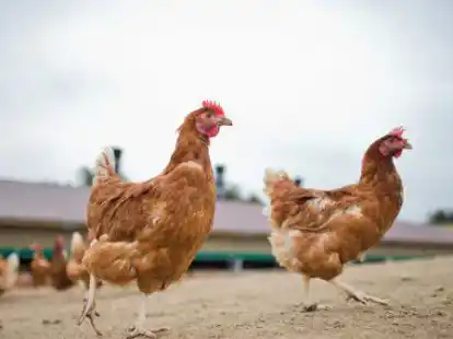 Legehennen m&uuml;ssen wegen der Gefl&uuml;gelpest derzeit im Stall gehalten werden.