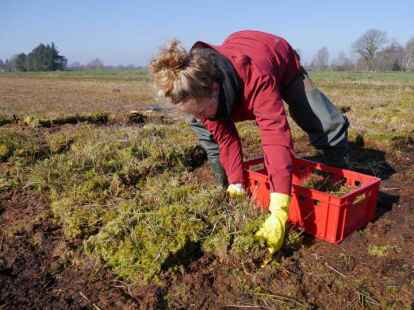 Handarbeit: 60 Quadratmeter Torfmoose werden Quadrat um Quadrat losgeschnitten und in insgesamt 250 Kisten verpackt. (Foto: Marlis Stein)