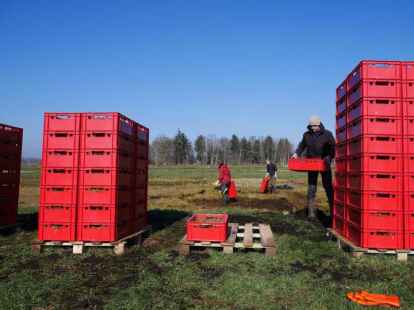 Kisten voller Torfmoose: Freiwillige Helferinnen und Helfer aus Greifswald ernten die Pflanzen. (Foto: Marlis Stein)