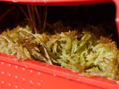 Bereit zur Abfahrt: Bis zum 15. M&auml;rz m&uuml;ssen die Pfl&auml;nzchen unbeschadet in Venedig angekommen sein. (Foto: Marlis Stein)