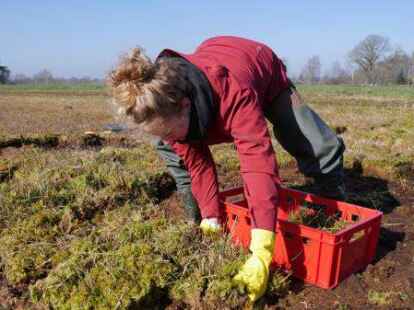 Torfmoose aus dem Hankhauser Moor werden geerntet. Sie fahren nach Venedig zur Kunst-Biennale.