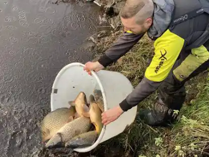 Neue Karpfen f&uuml;r die S&uuml;derb&auml;ke: Nachdem es im Sommer 2021 gleich zweimal ein Fischsterben in dem Gew&auml;sser gab, sorgten Sportfischer im Sp&auml;therbst f&uuml;r neuen Fischbesatz.