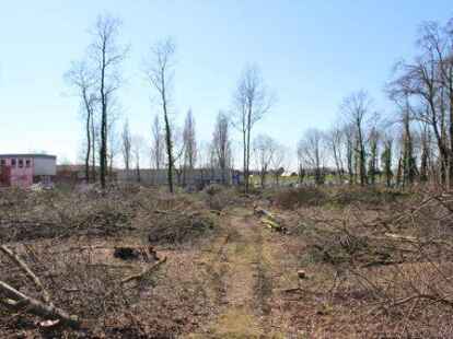 <p>Im kleinen W&auml;ldchen hinter dem Gel&auml;nde der Unternehmensgruppe L&uuml;rssen in Lemwerder sind einige B&auml;ume abgeholzt worden. Hier sollen neue B&uuml;ror&auml;ume entstehen, damit auf die Container (links im Bild) verzichtet werden kann.</p>