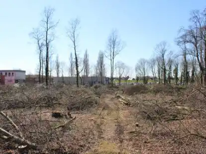 <p>Im kleinen W&auml;ldchen hinter dem Gel&auml;nde der Unternehmensgruppe L&uuml;rssen in Lemwerder sind einige B&auml;ume abgeholzt worden. Hier sollen neue B&uuml;ror&auml;ume entstehen, damit auf die Container (links im Bild) verzichtet werden kann.</p>