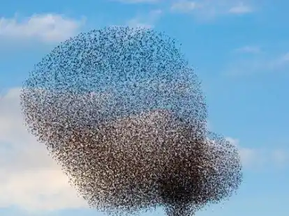 Beeindruckende Aufnahmen sind auf der Internetseite des Projekts Natursch&auml;tze Butjadingen zu sehen.