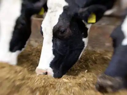 Futtermittel ist deutlich teurer geworden.