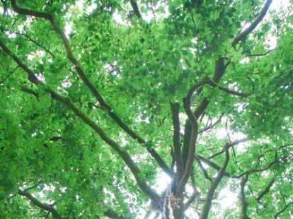 B&auml;ume sollen gesch&uuml;tzt werden - auch ohne eine Satzung, wie jetzt in Sande gefordert wurde.