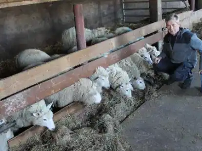 Arnd Eyting in seinem Schafstall in Gristede: Einige seiner Tiere werden demn&auml;chst f&uuml;r Nachwuchs sorgen.