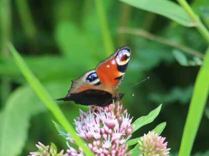 Im Erlebnispark Emsflower gibt es neben einem Tropengarten auch ein Schmetterlingshaus. Die Landfrauen Moorriem laden G&auml;ste zu dem Ausflug am 19. April ein. (Symbolbild)