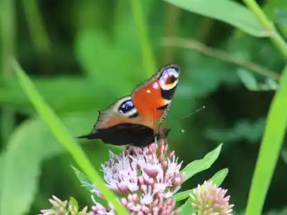 Im Erlebnispark Emsflower gibt es neben einem Tropengarten auch ein Schmetterlingshaus. Die Landfrauen Moorriem laden G&auml;ste zu dem Ausflug am 19. April ein. (Symbolbild)