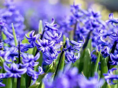 Bl&uuml;hende Blumen im Garten ziehen die Menschen wieder in ihre G&auml;rten.