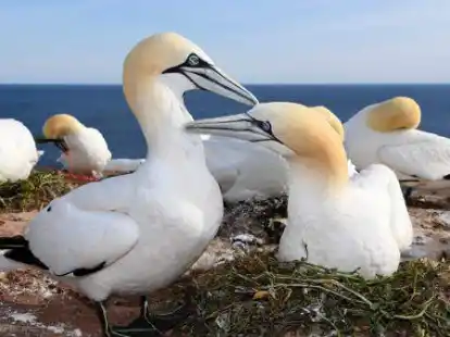 Basst&ouml;lpel auf Helgoland (Symbolbild)