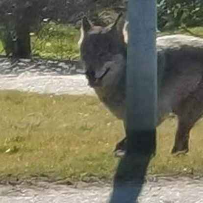 Wolf dicht am Stra&szlig;enrand in Wybelsum: Einer von mehreren Schnappsch&uuml;ssen, die am Mittwoch per WhatsApp kursierten.
