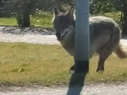 Wolf dicht am Stra&szlig;enrand in Wybelsum: Einer von mehreren Schnappsch&uuml;ssen, die am Mittwoch per WhatsApp kursierten.