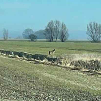 Ein Wolf streifte am Montag &uuml;ber Felder in Wirdum.