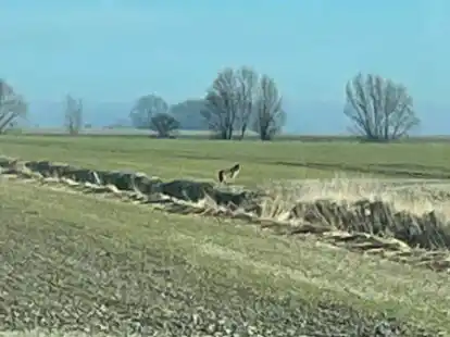 Ein Wolf streifte am Montag &uuml;ber Felder in Wirdum.