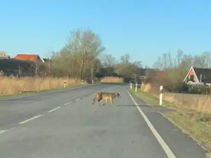 Diesen Schnappschuss durch die Windschutzscheibe machte ein Emder Leser am Mittwoch gegen 9.45 Uhr: Ein Wolf quert die Rysumer Landstra&szlig;e bei Wybelsum.