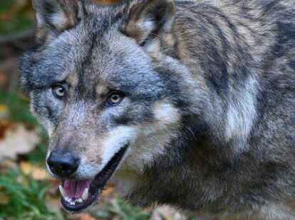 In Leer war ein Wolf an der Deichstra&szlig;e auf Beutezug.
