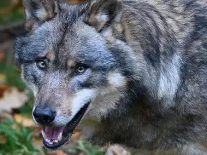 In Leer war ein Wolf an der Deichstra&szlig;e auf Beutezug.